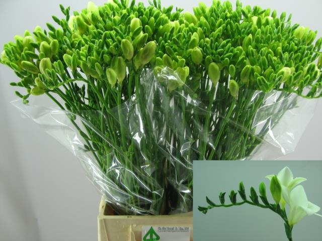 Фрезия од. Даймонд Ривер 60, шт.