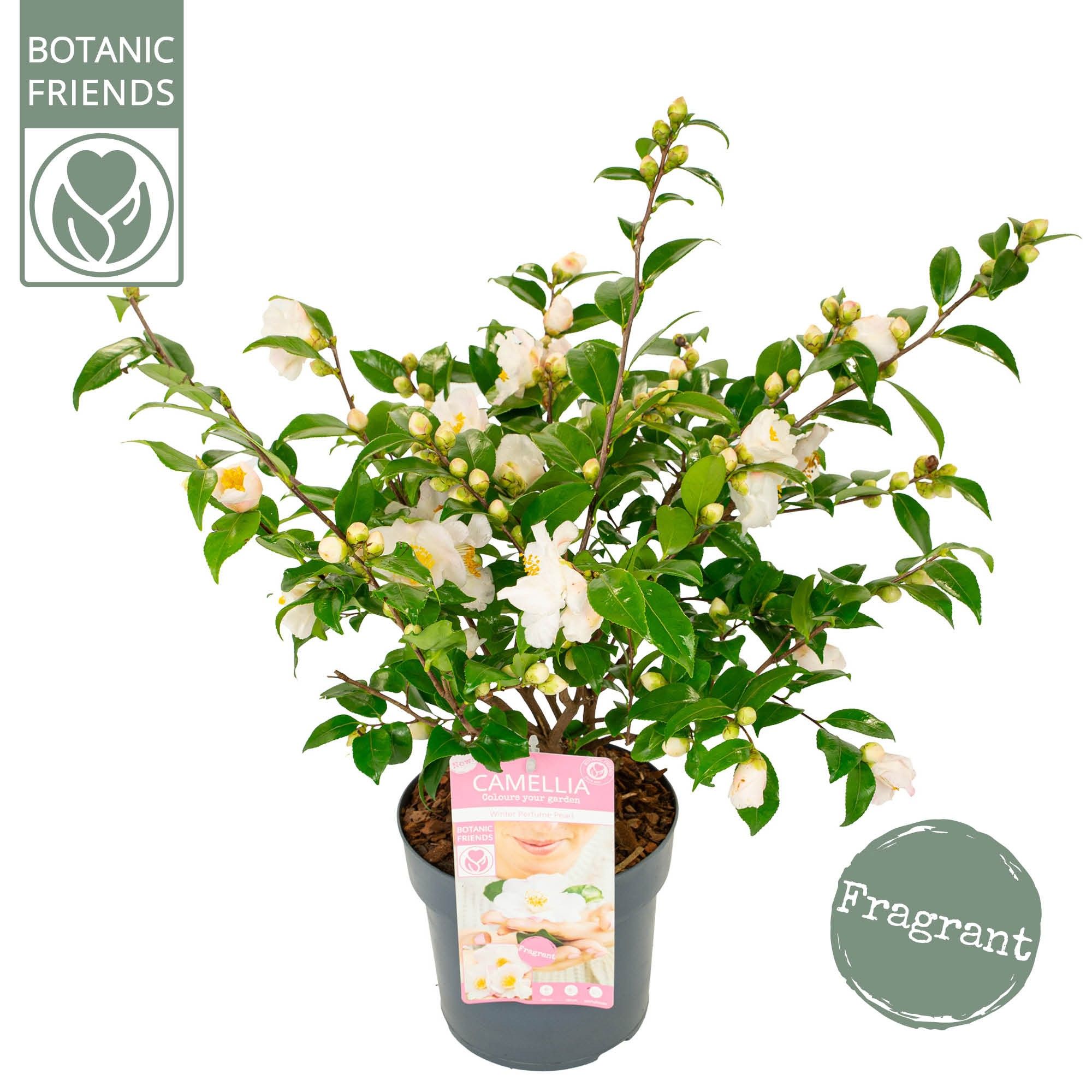 Camellia ja.'Winter Perfume Pearl'® Premium, D 19