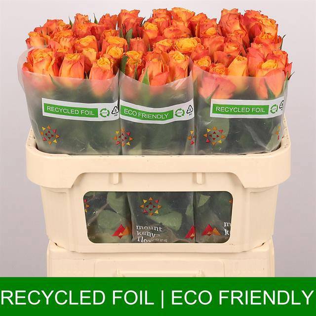 Роза од. Конфиденшиал 70, шт.