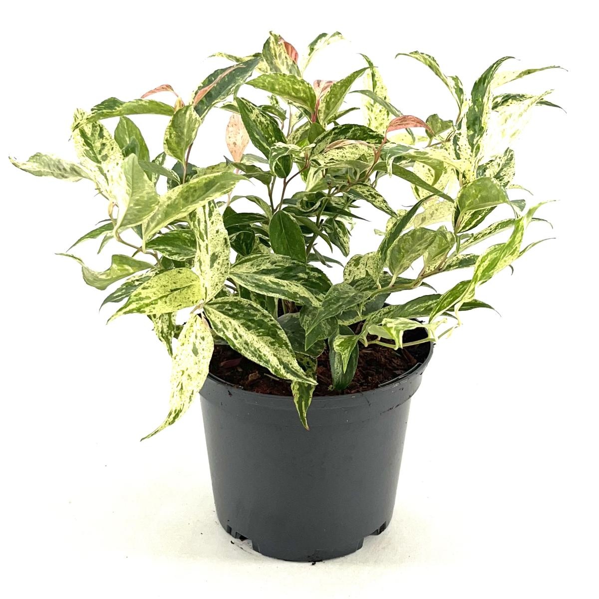 Leucothoe f. 'Rainbow', D 17