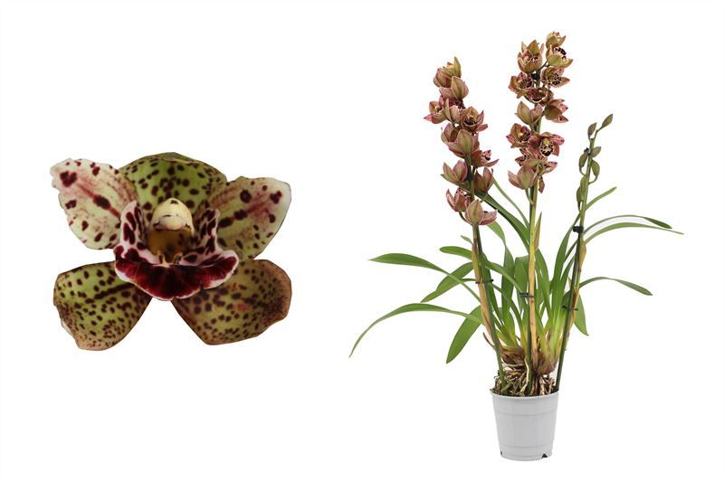 Cymbidium p12 Magic Bird 3T15+, D 12