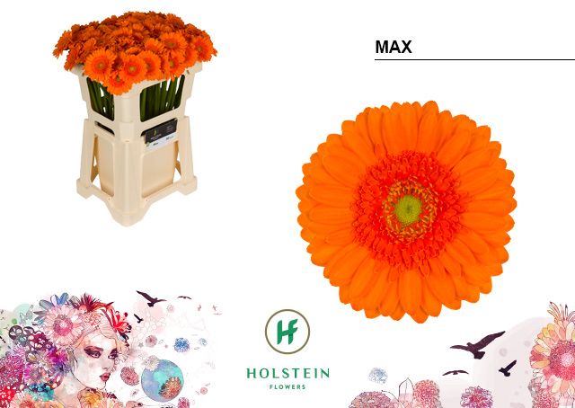 Гермини Макс, шт.