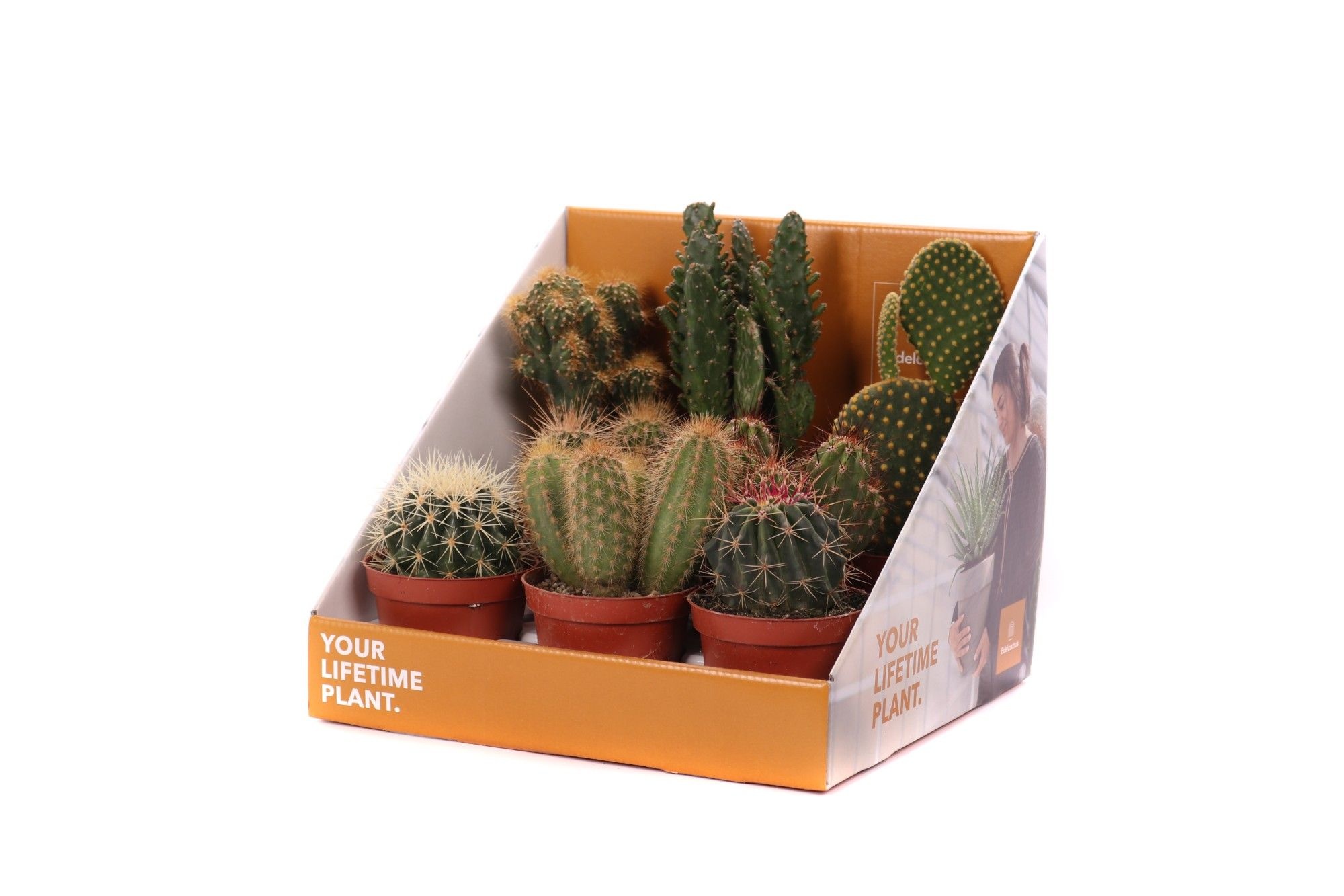 Cactus mix 8,5 cm in showdoos your lifetime plant, D 8,5