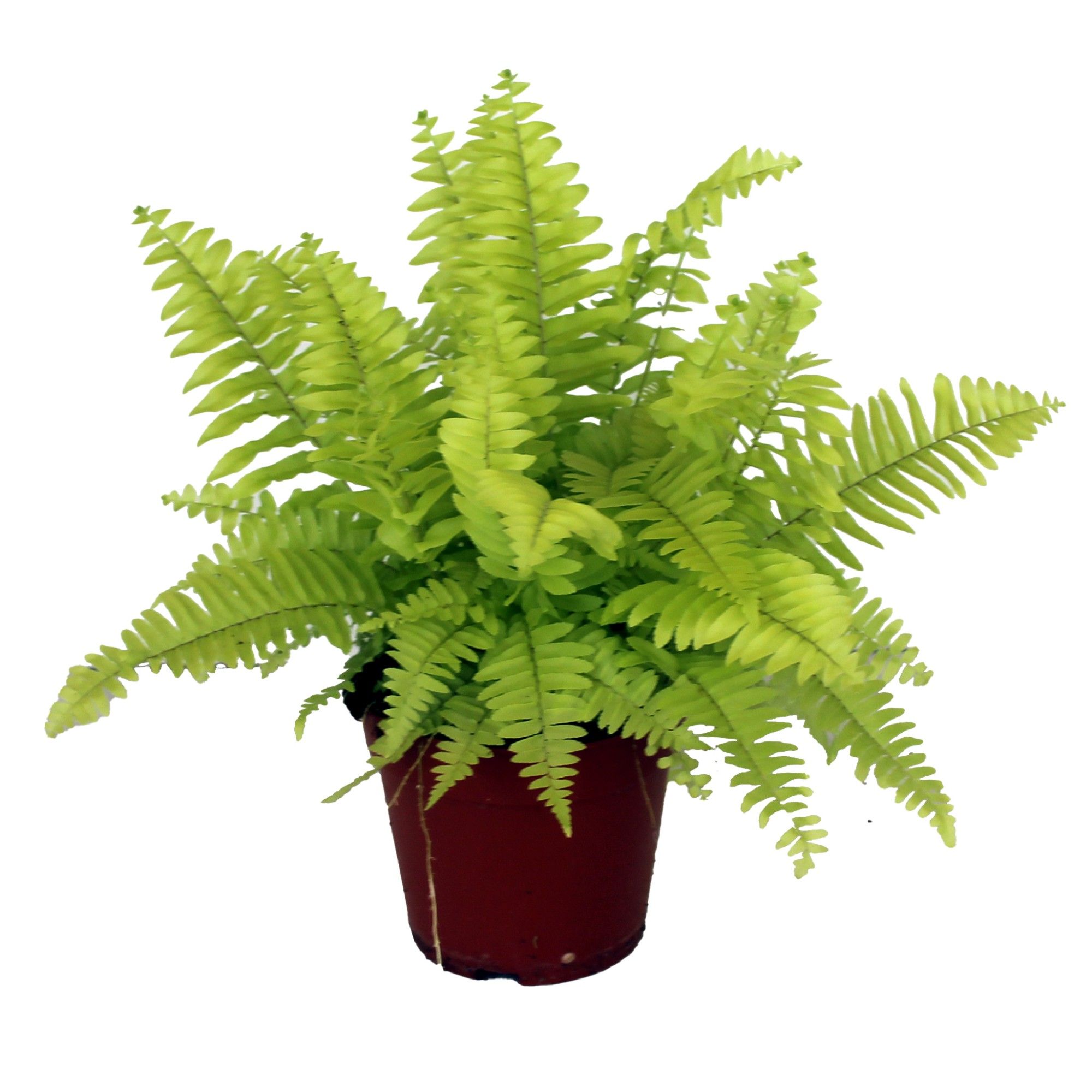 Nephrolepis Blonde GEEN hoes, D 12