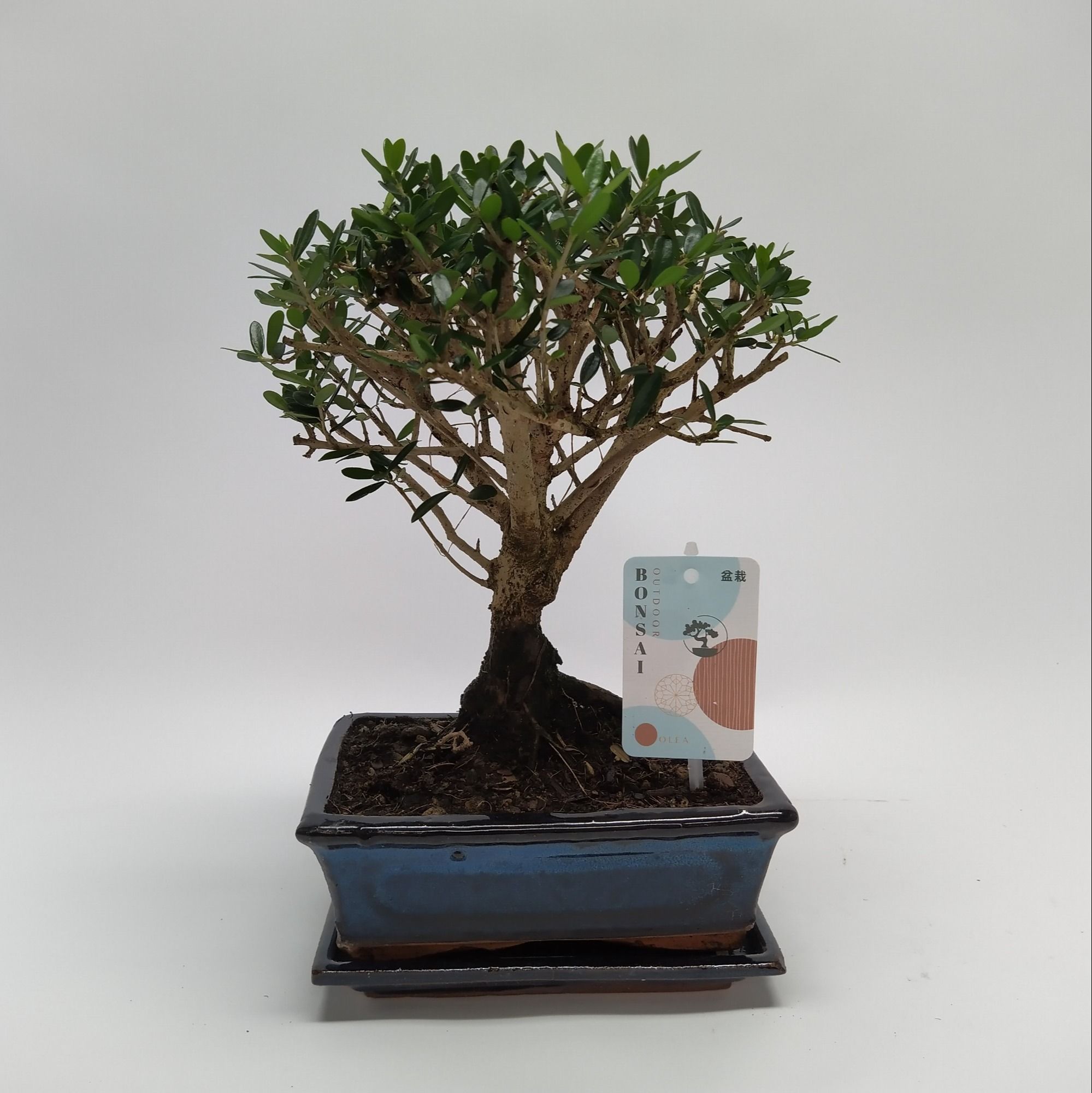 Olea Sylvestris Bonsai Traditional 20 cm, D 20
