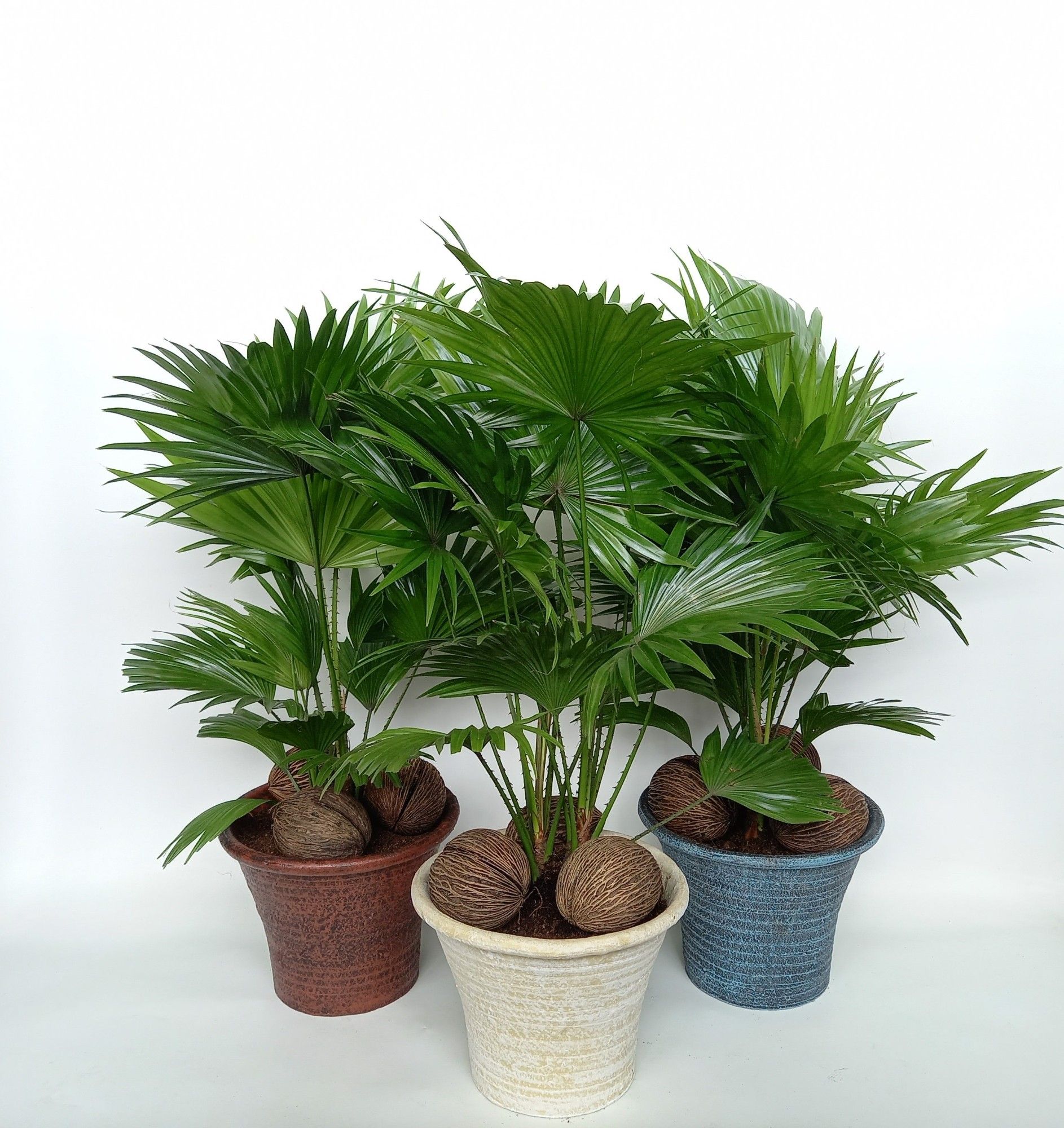 Livistona rotundifolia Mona lisa, D 23