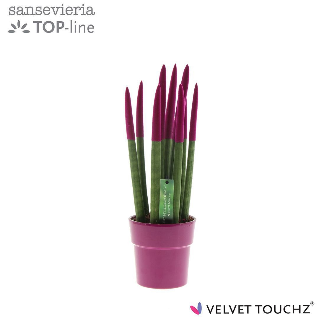 Sansevieria VELVET TOUCHZ® Fuchsia in keramiek Edel, D 12