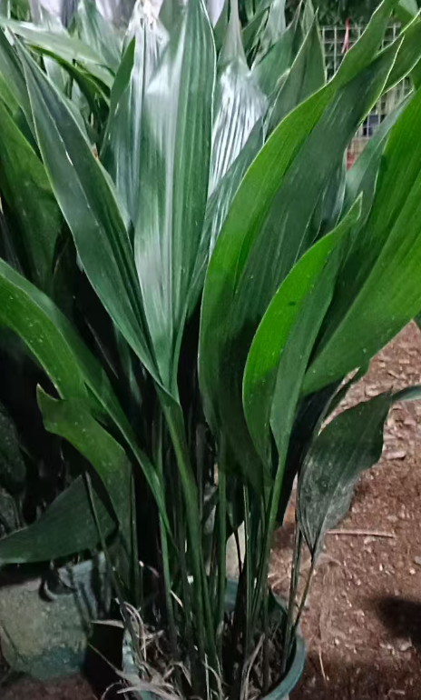 Аспидистра елатиор 1.5-галлон йукка 25 70