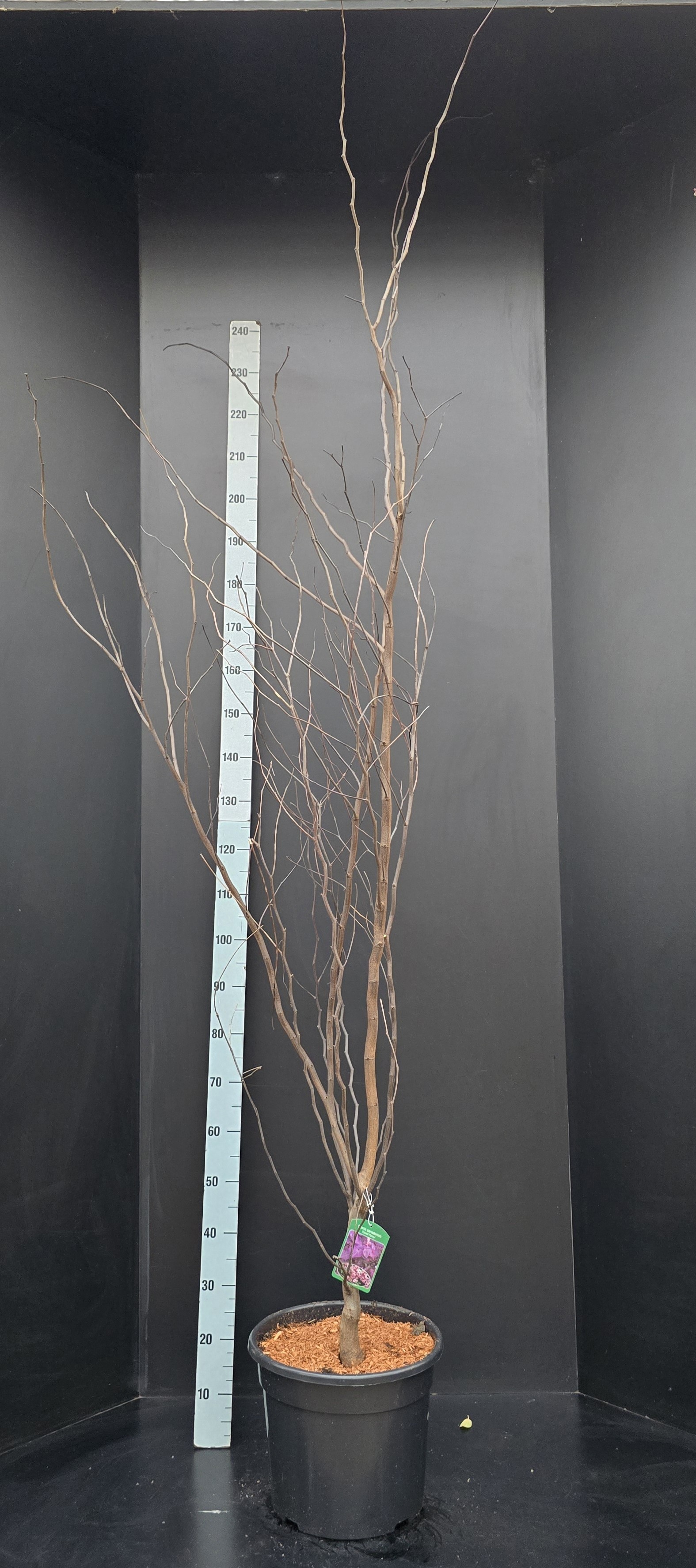 Cercis canadensis 'Forest Pansy', D 34