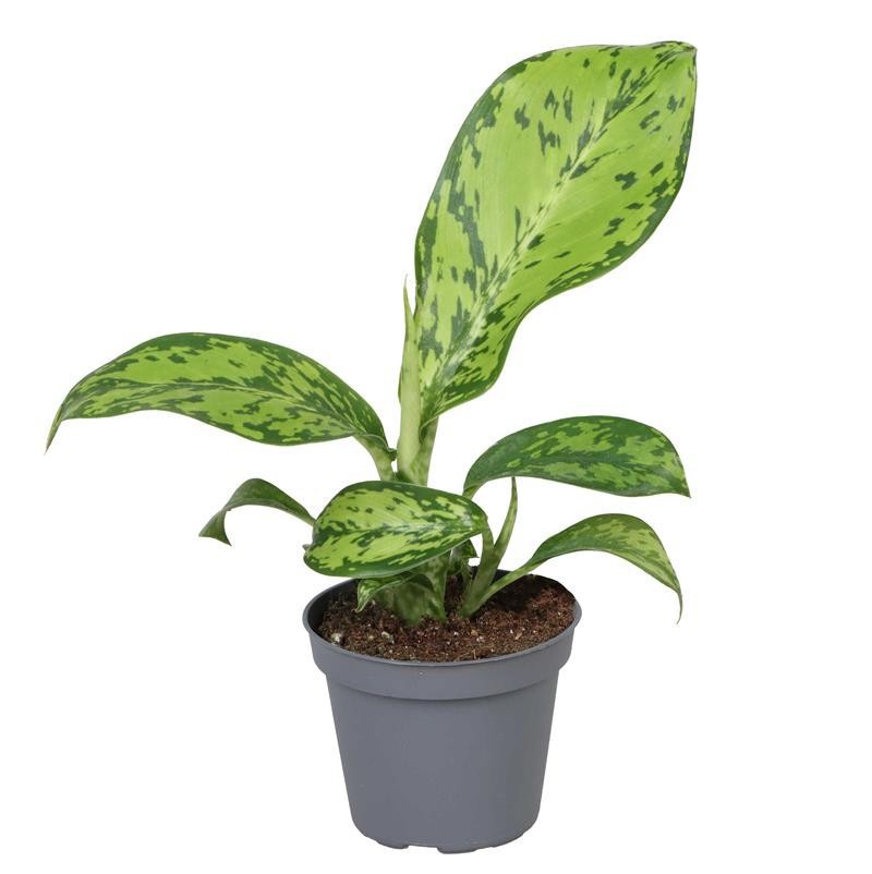 DIEFFENBACHIA MACULATA CROCODILE, D 6 cm