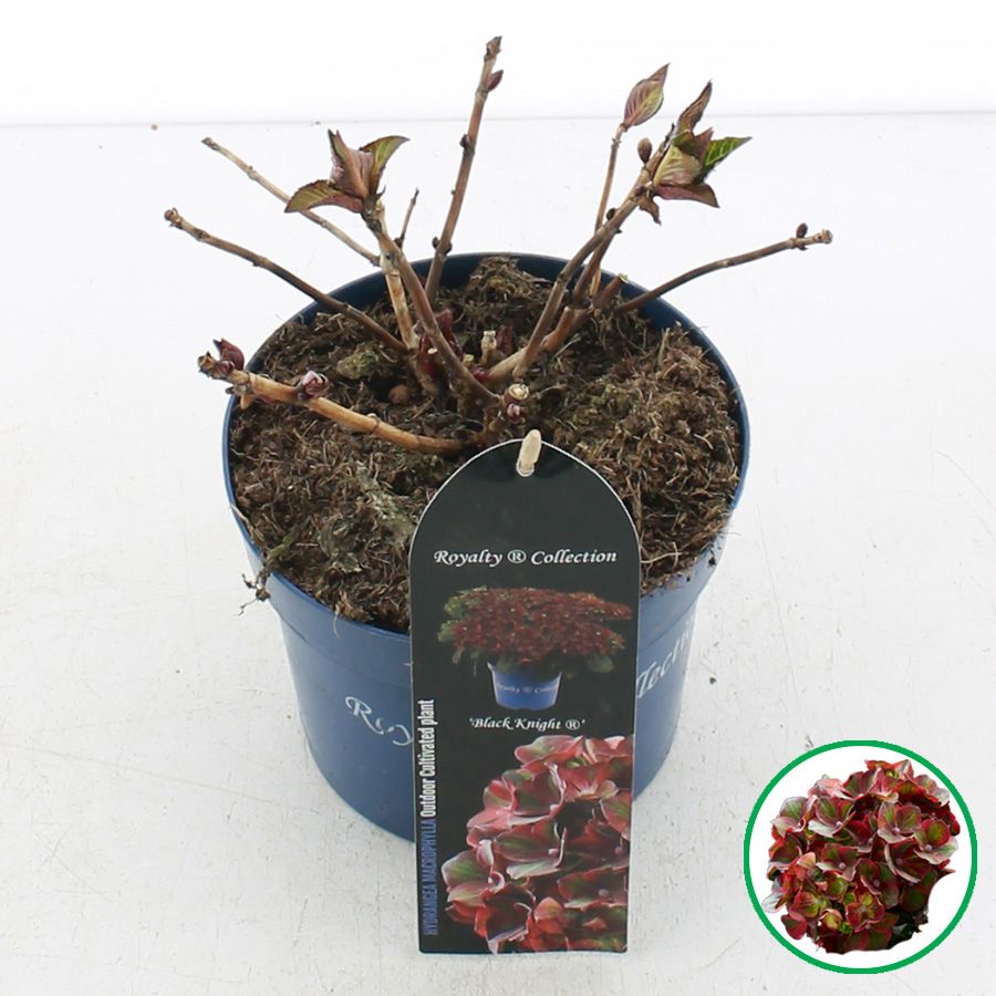 Hydrangea macr. Royalty® 'Black Knight'® C2 (17cm.), D 17