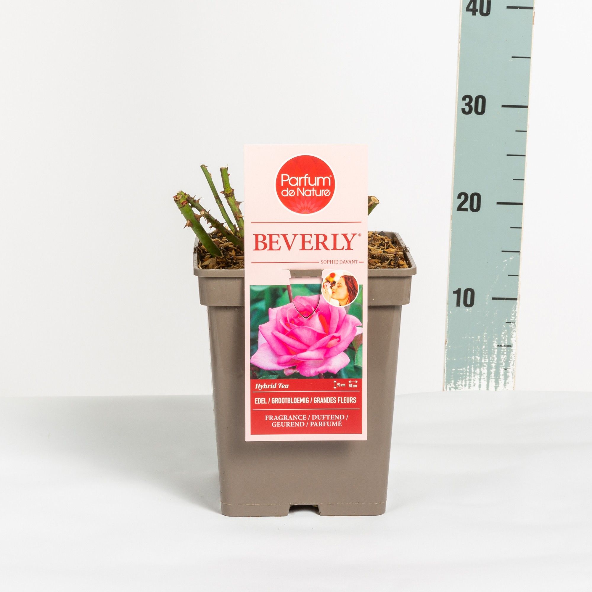 Rosa Beverly ® 'Parfum de Nature', C5, D 23 cm