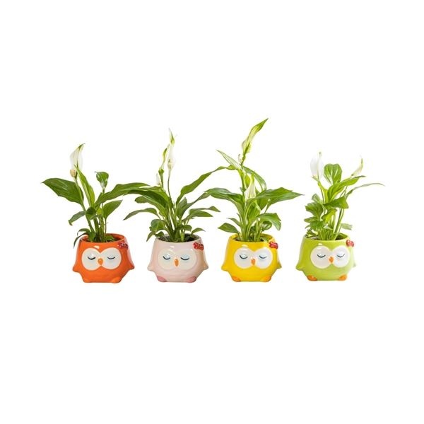 L 65871 with Spathiphyllum 6 cm, D 6 cm L 65871 with Spathiphyllum 6 cm, D 6 cm