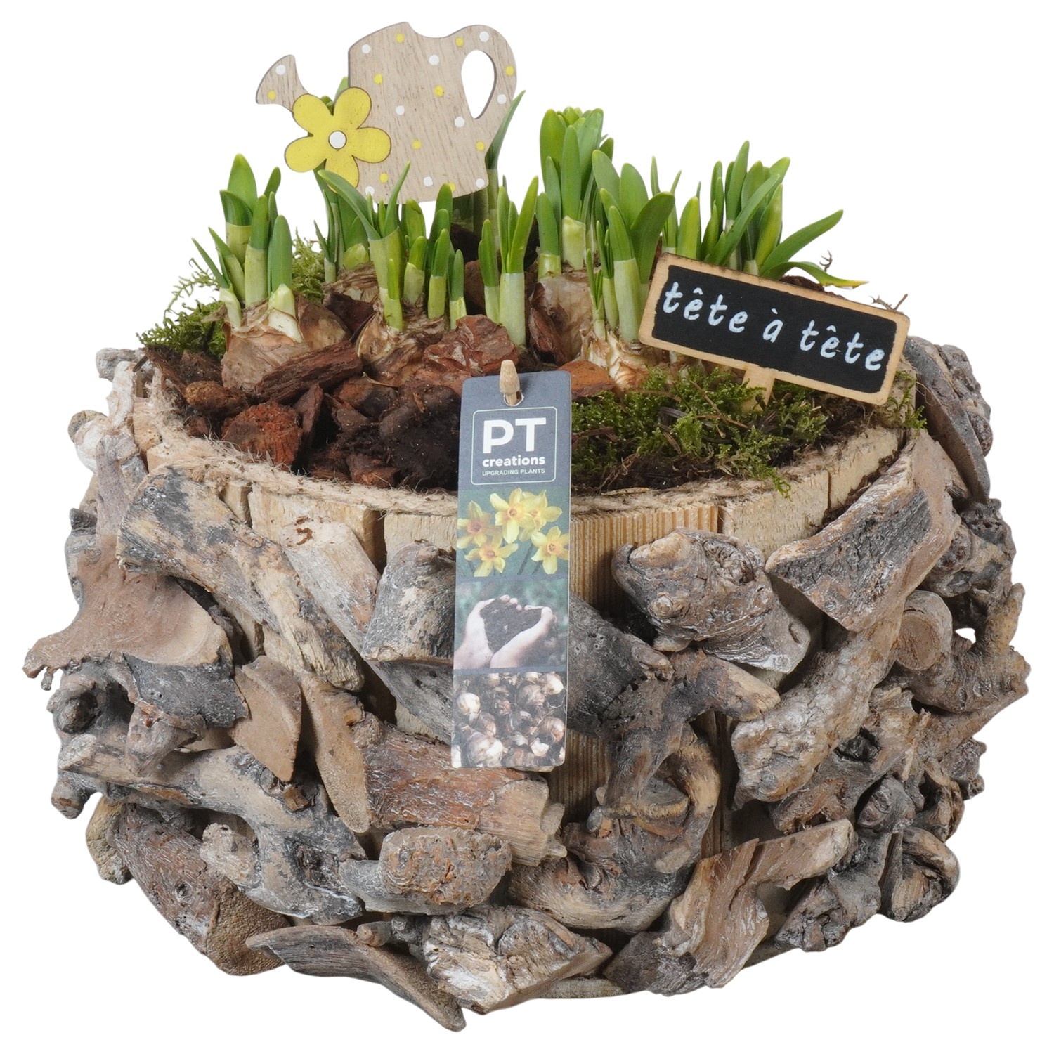 PTN8689 Arrangement Narcissus in houten bak, D 25