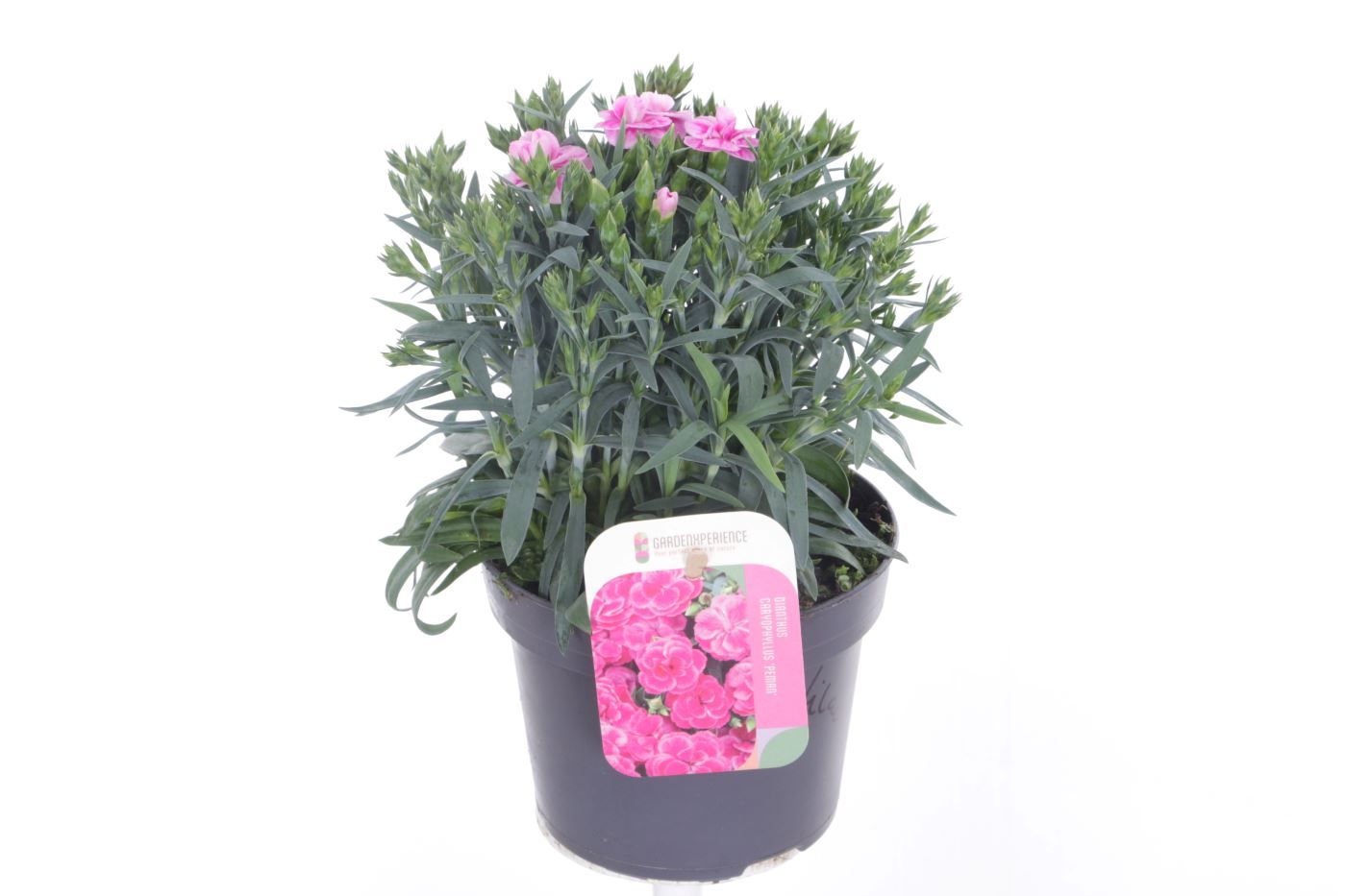 Dianthus caryophyllus Peman Fancy Lilac, D 13