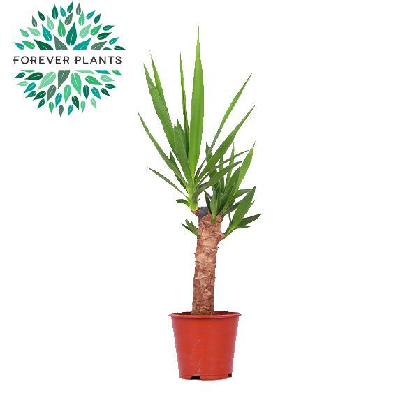 Yucca p14, 30 cm (1+ KOP), D 14