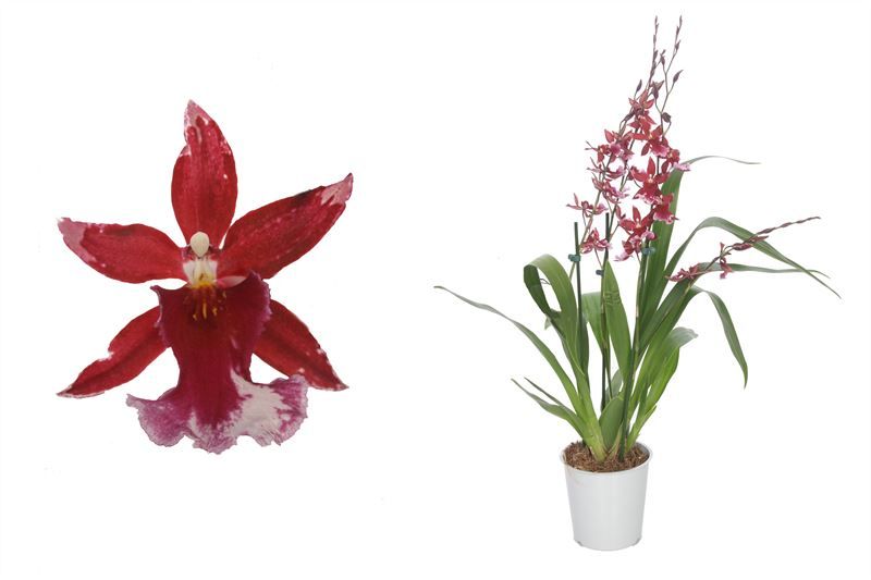 Barrocco Red 3-4T35+ long, D 12