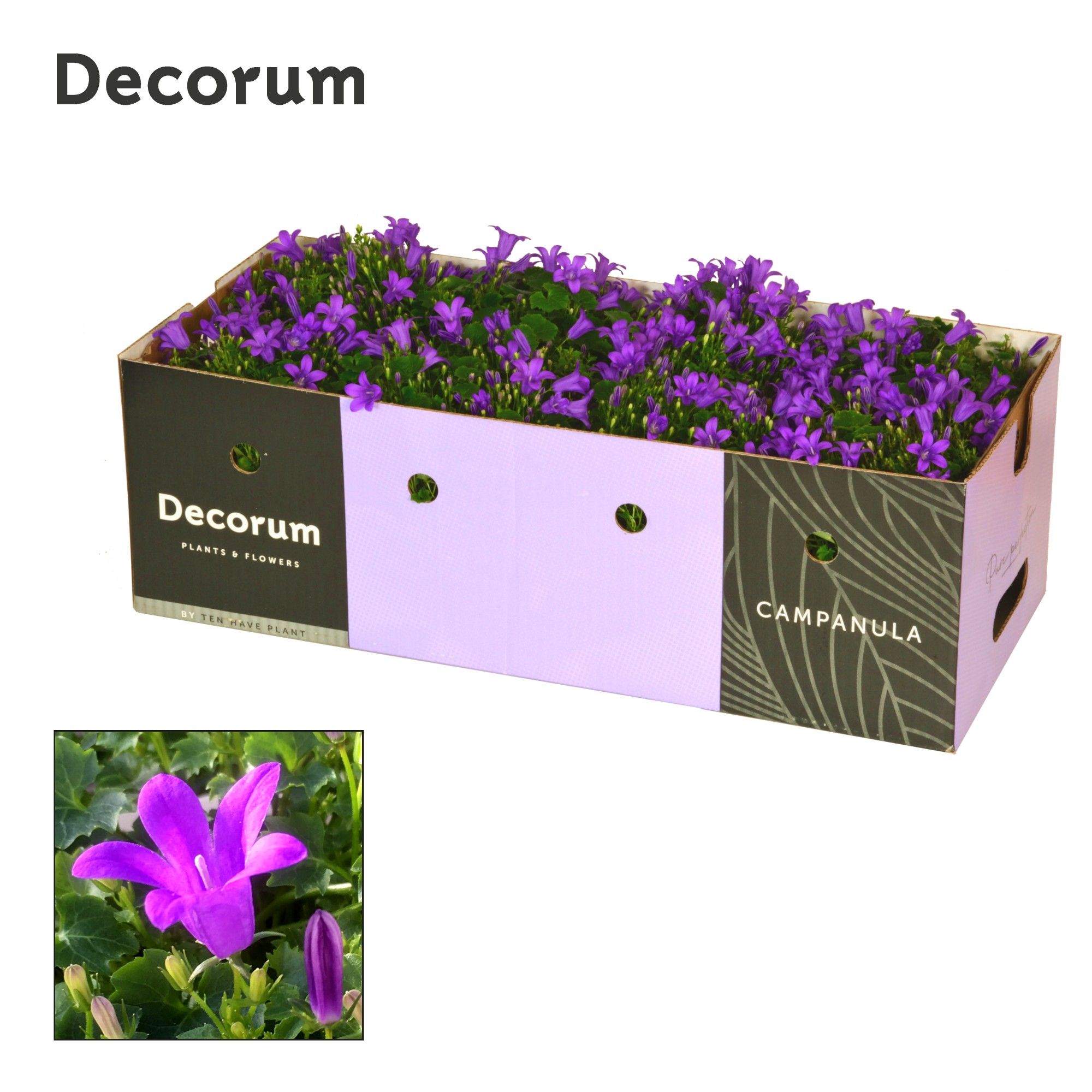 Campanula Porto Longlife Decorum Decobox, D 11