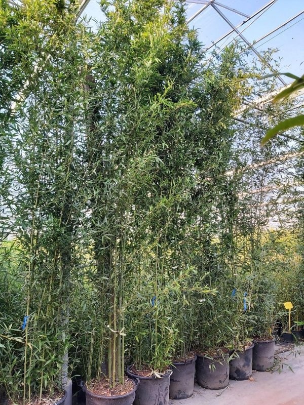 Phyllostachys bissetii, D 80
