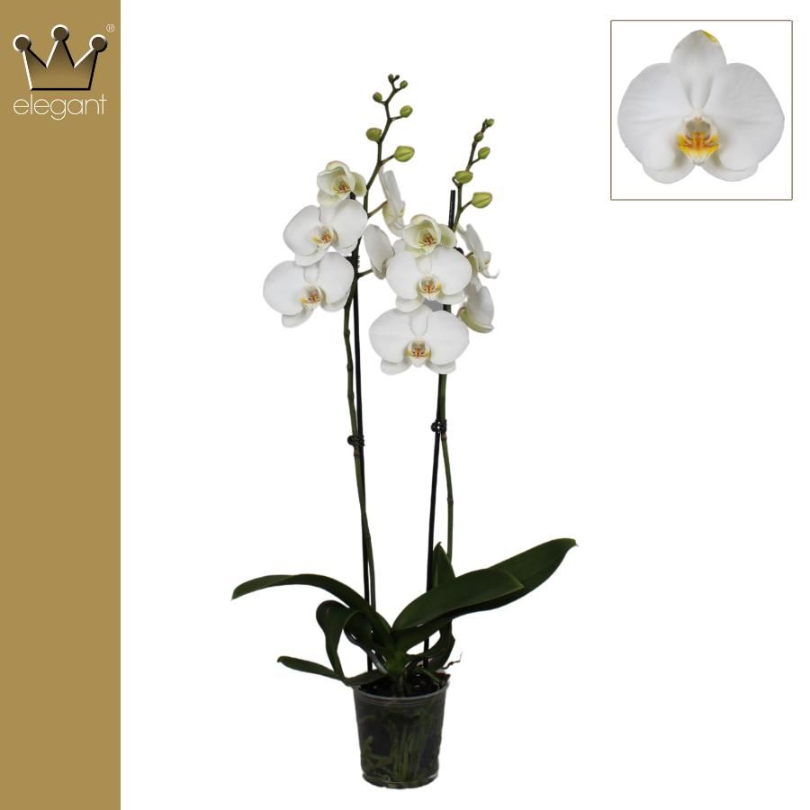Phalaenopsis 2 tak, Royal wit, D 12