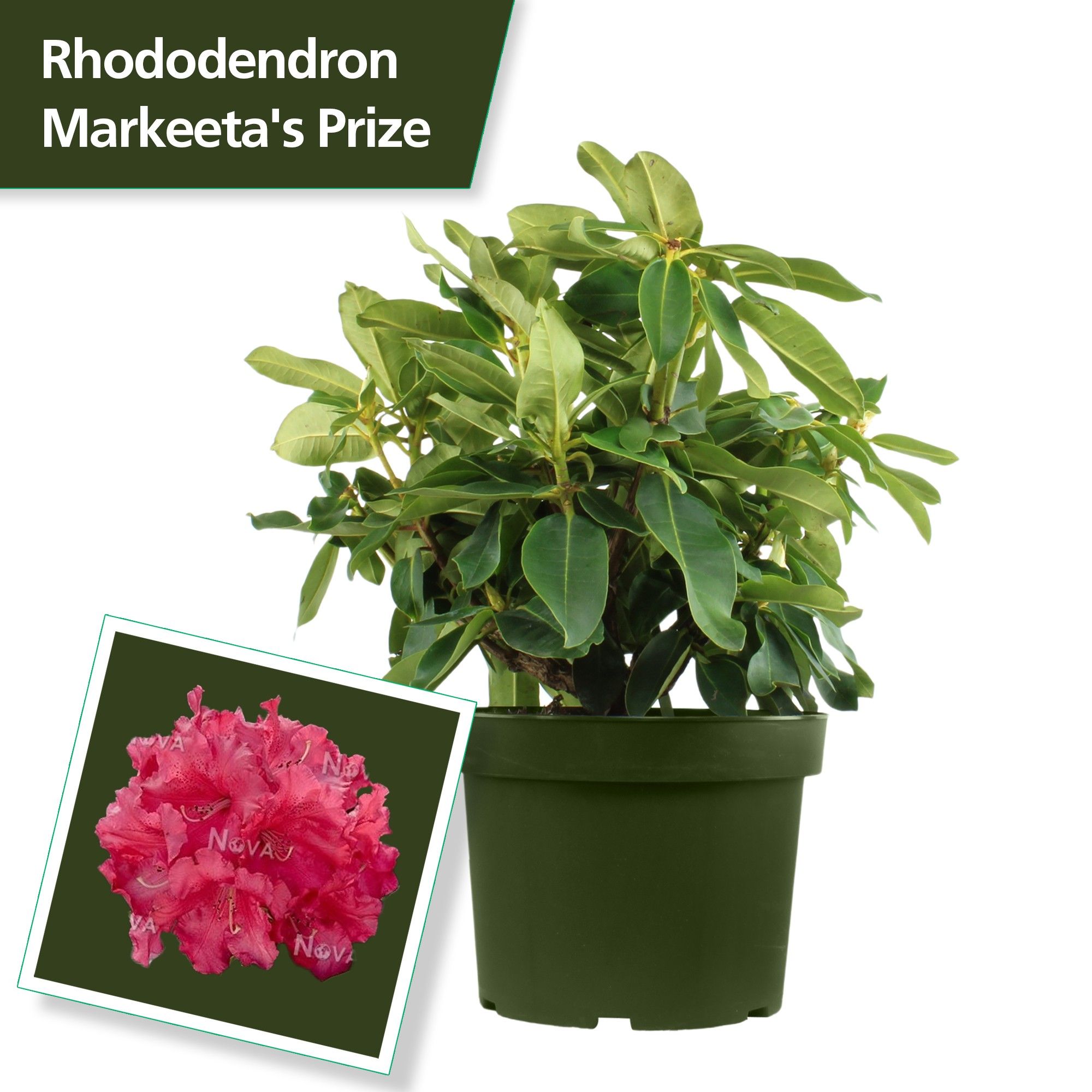 Rhodo. 'Markeeta's Prize' red, D 29