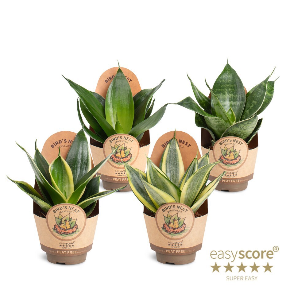 Sansevieria Hahnii Collection, D 6