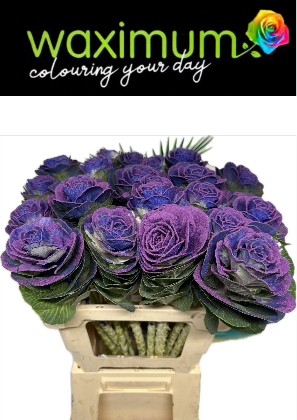 Брассика Овериг Крашеная (краш. ) 60, шт.