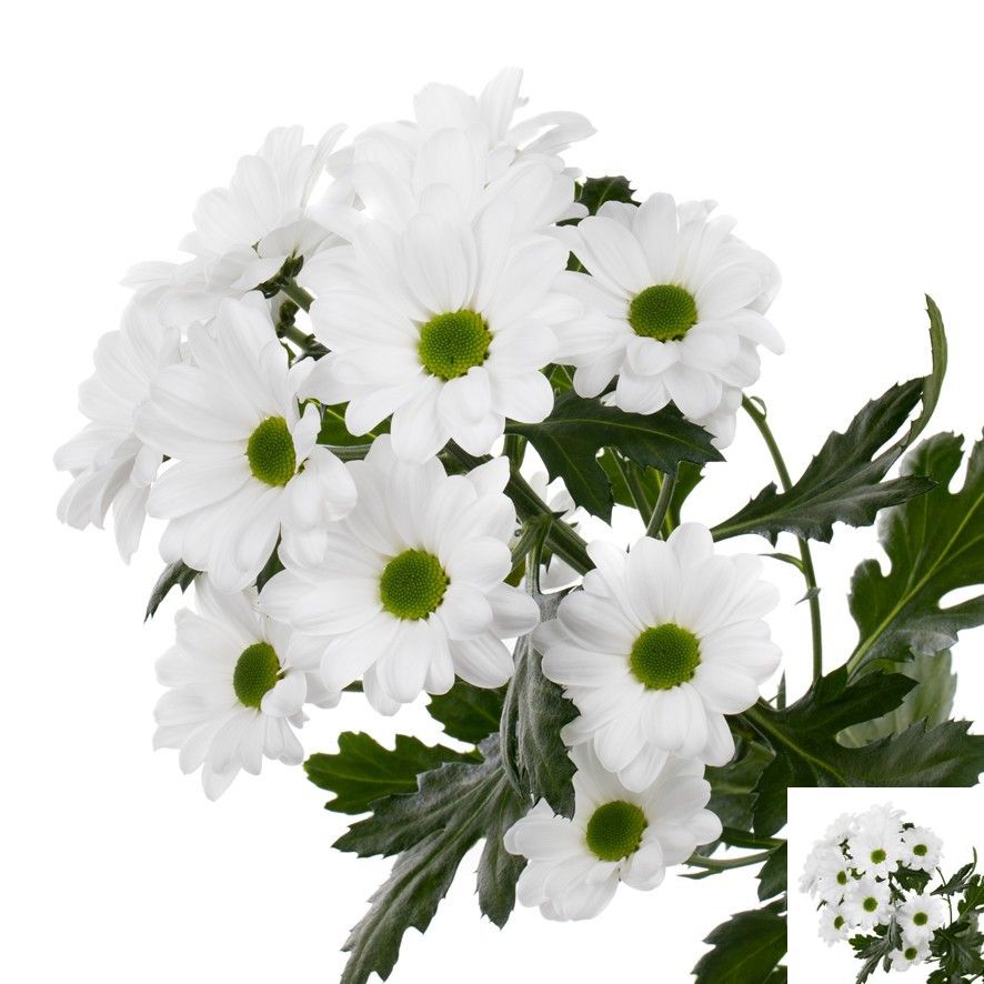 Хризантема куст. Спартак 70, шт.