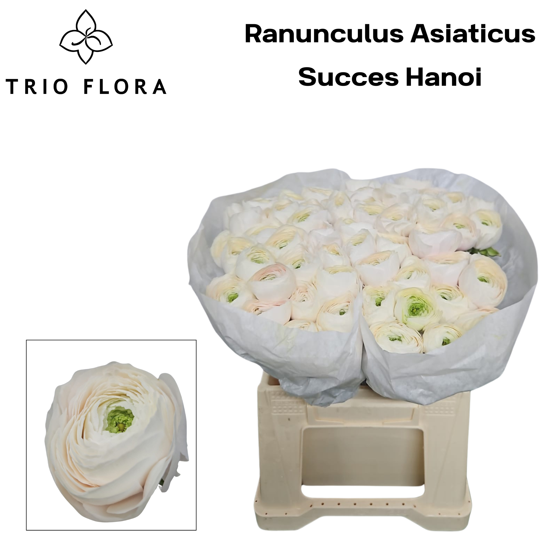 Ранункулус Саксесс Ханой 45, шт.