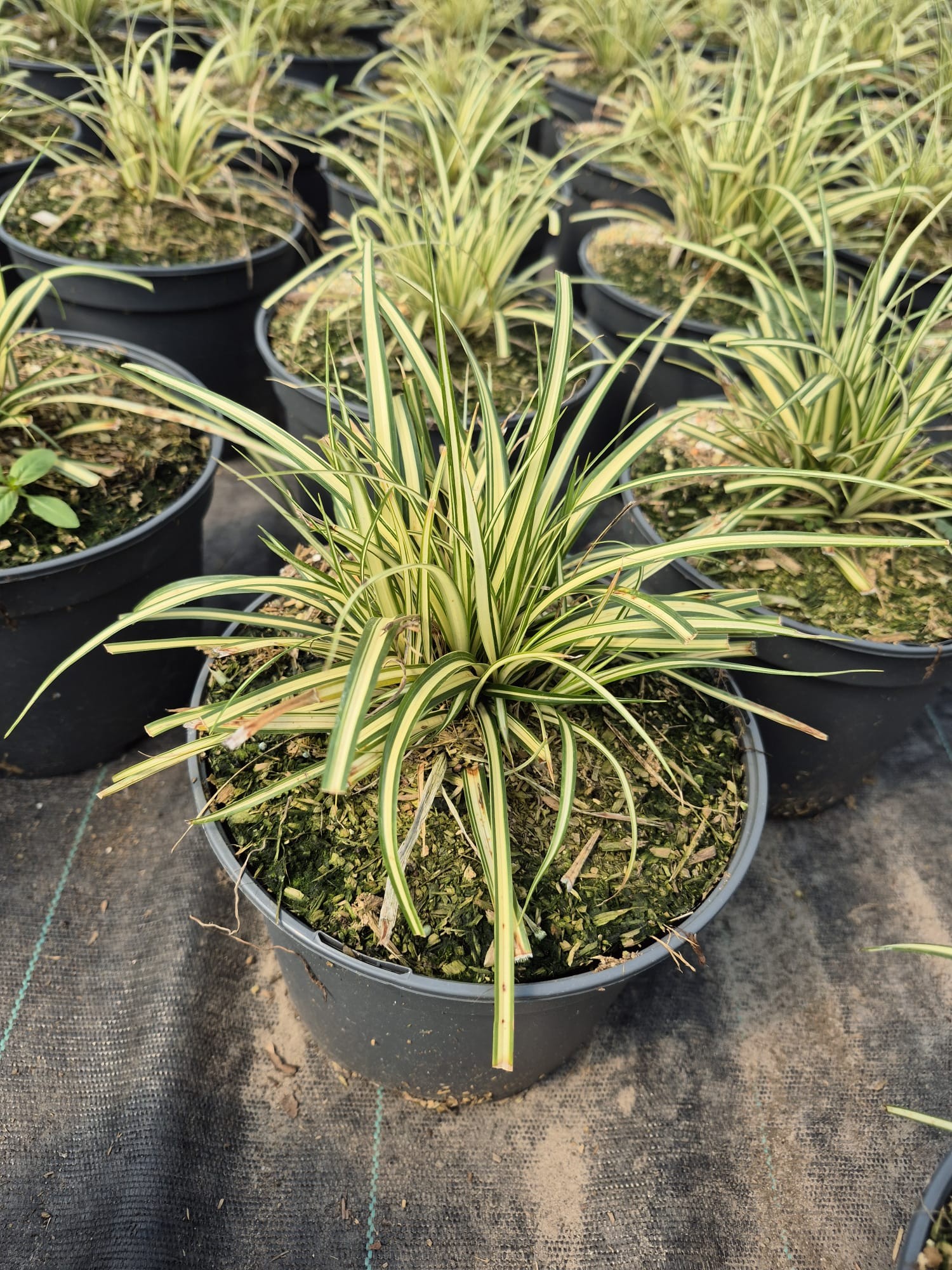 Carex grayi Maxigold, D 19