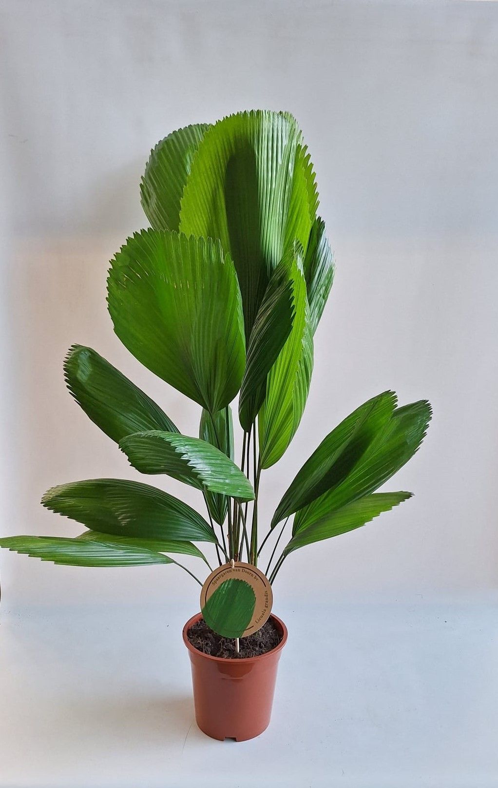 Licuala Grandis 19 cm, D 19 cm