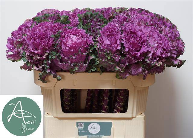 Брассика Ферст Леди 70, шт.