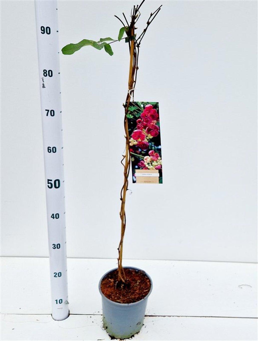 Akebia quinata - gestokt, D 17 cm