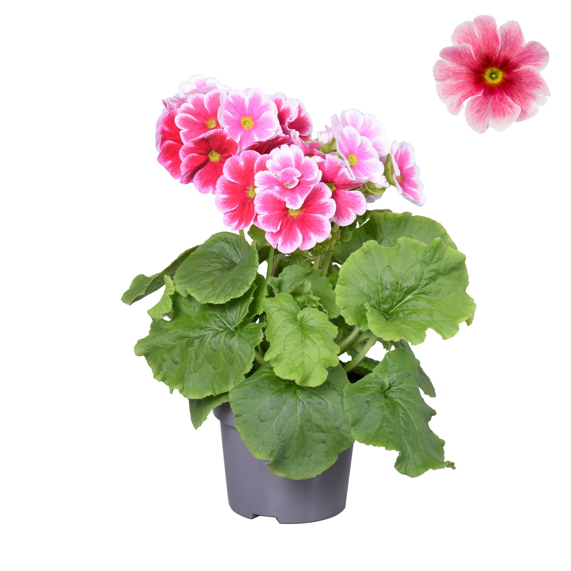 Prim Sweet Kisses Rood/wit zonder hoes, D 12