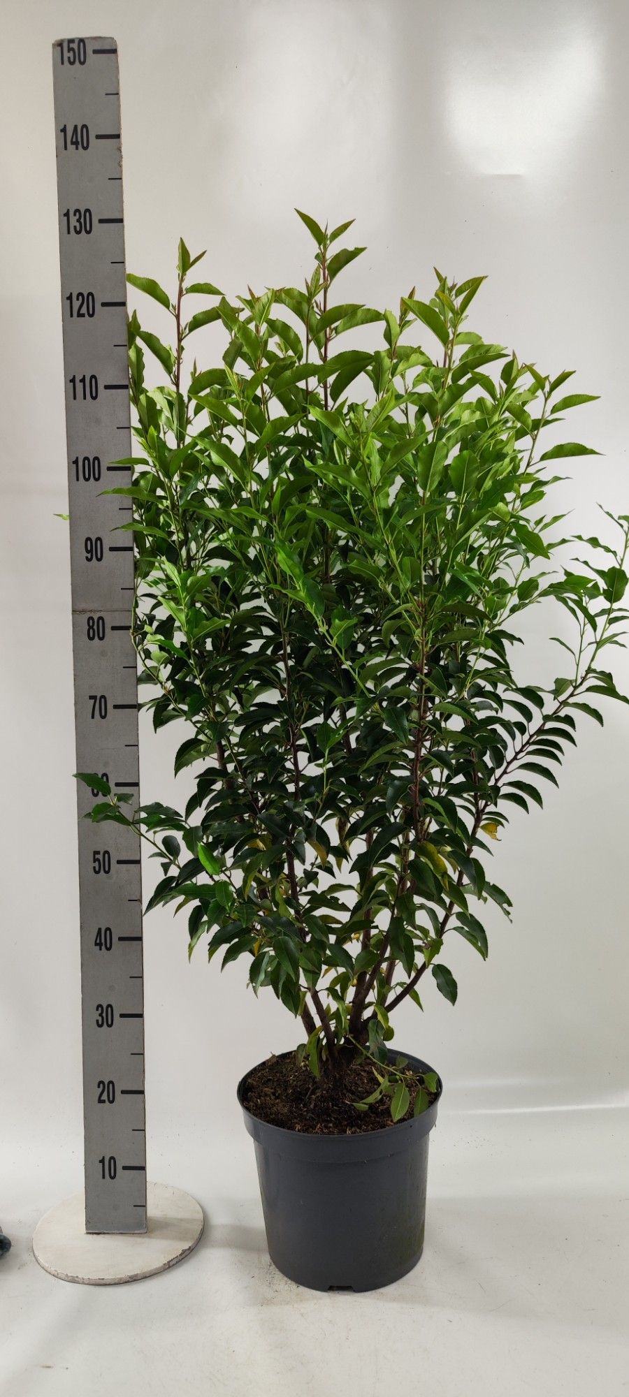 Prunus lus. 'Angustifolia' 125-, D 26 cm