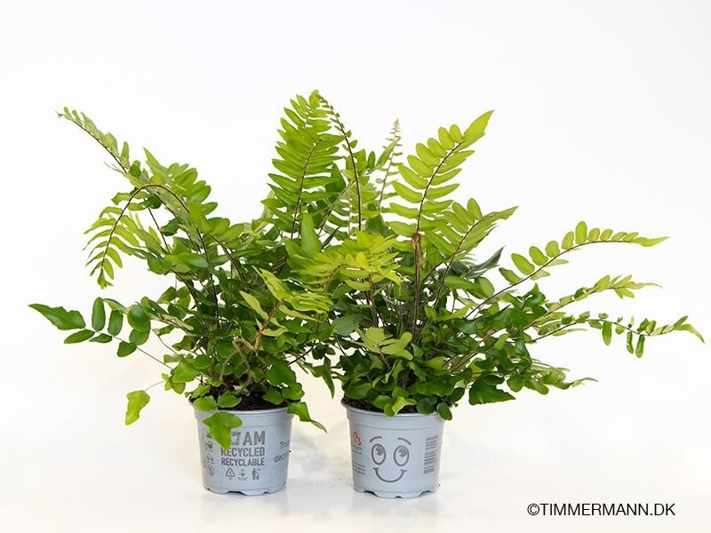 PELLAEA FALCATA, D 9 cm