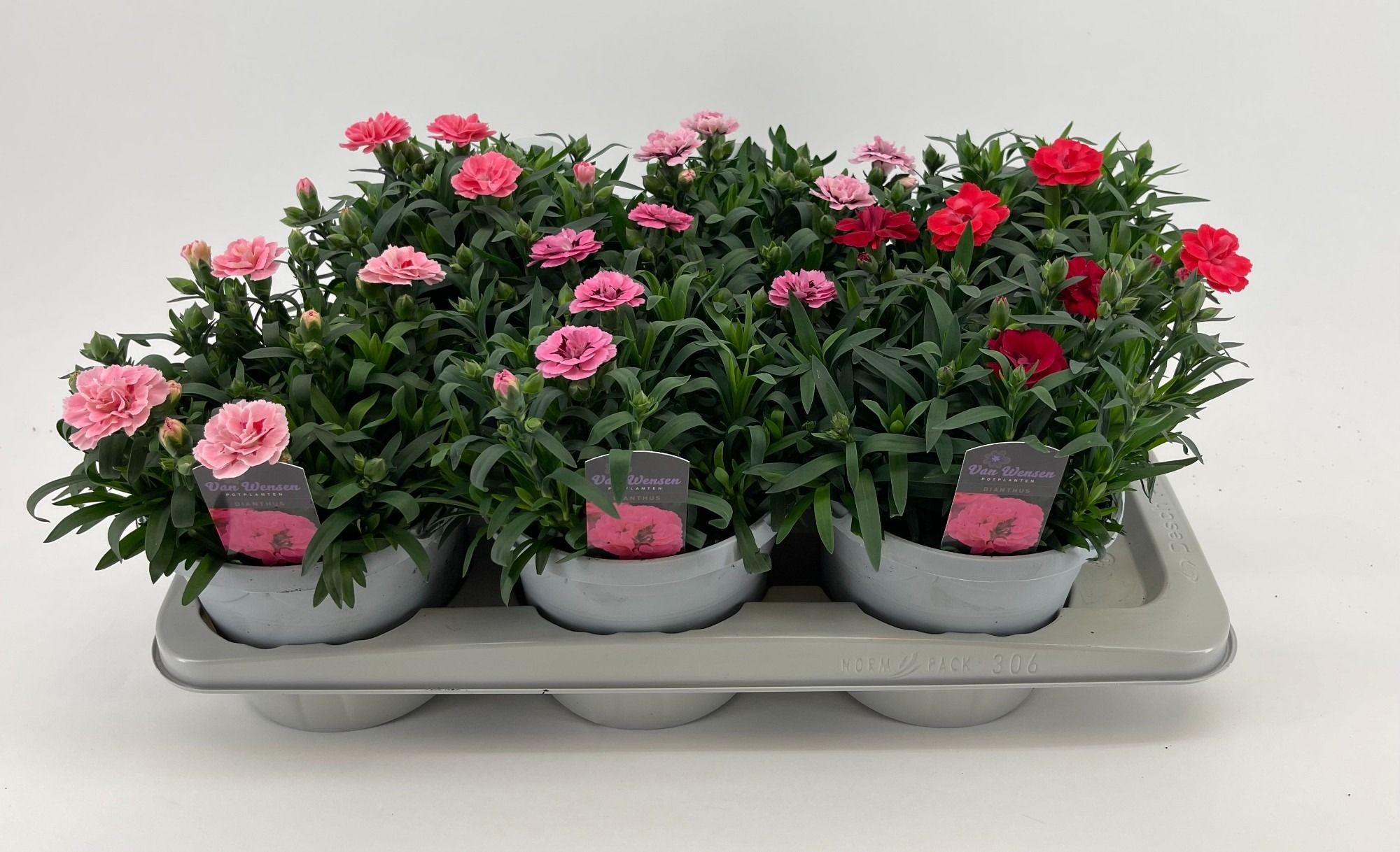 Dianthus 'Oscar' MIXTRAY 17cm, D 17