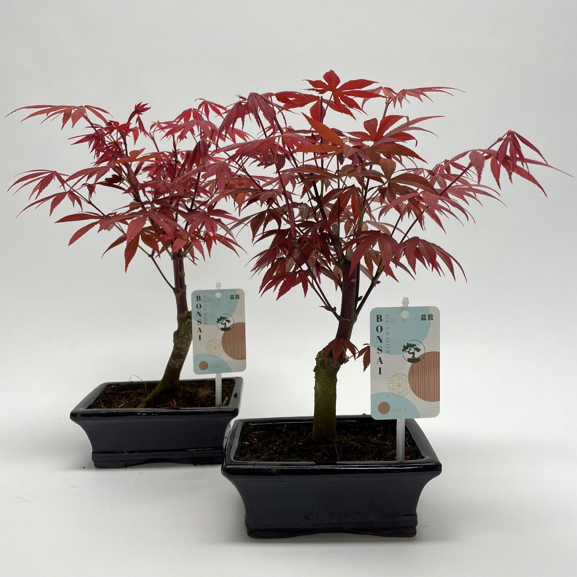 Acer Atropurpureum Bonsai 15 cm, D 15