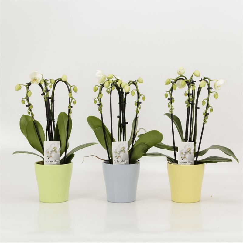 Phalaenopsis Elegant Cascade Triboga wit in zomerkeramiek, D 12 cm