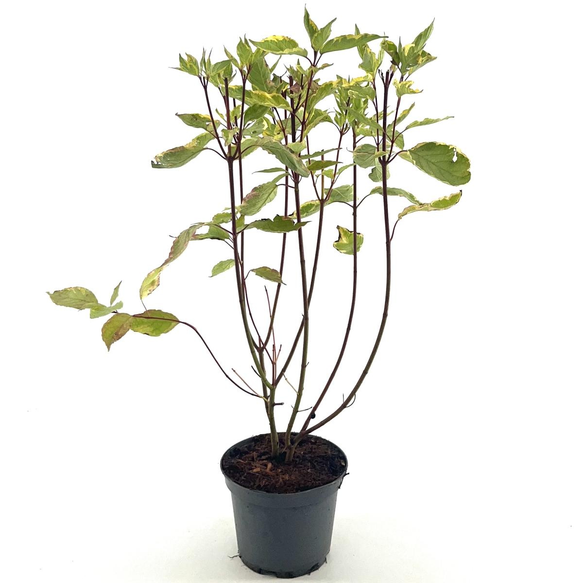 Cornus alba 'Gouchaultii', D 19