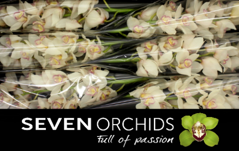 Цимбидиум Тони x6 80, шт.