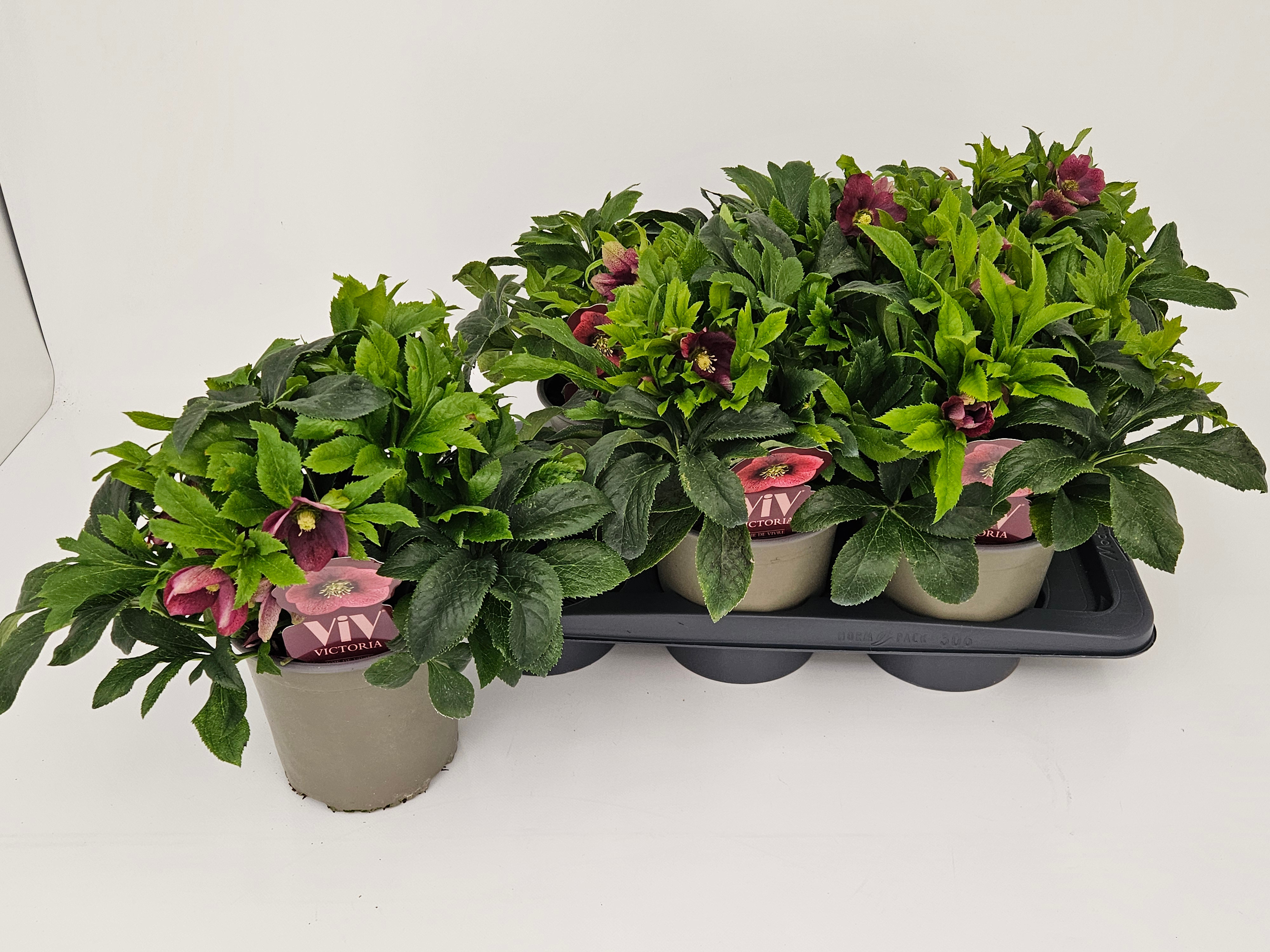 Helleborus orientalis VIV Victoria T17 "Rose des Frühlings" (Catharina), D 17 cm Helleborus orientalis VIV Victoria T17 "Rose des Frühlings" (Catharina), D 17 cm