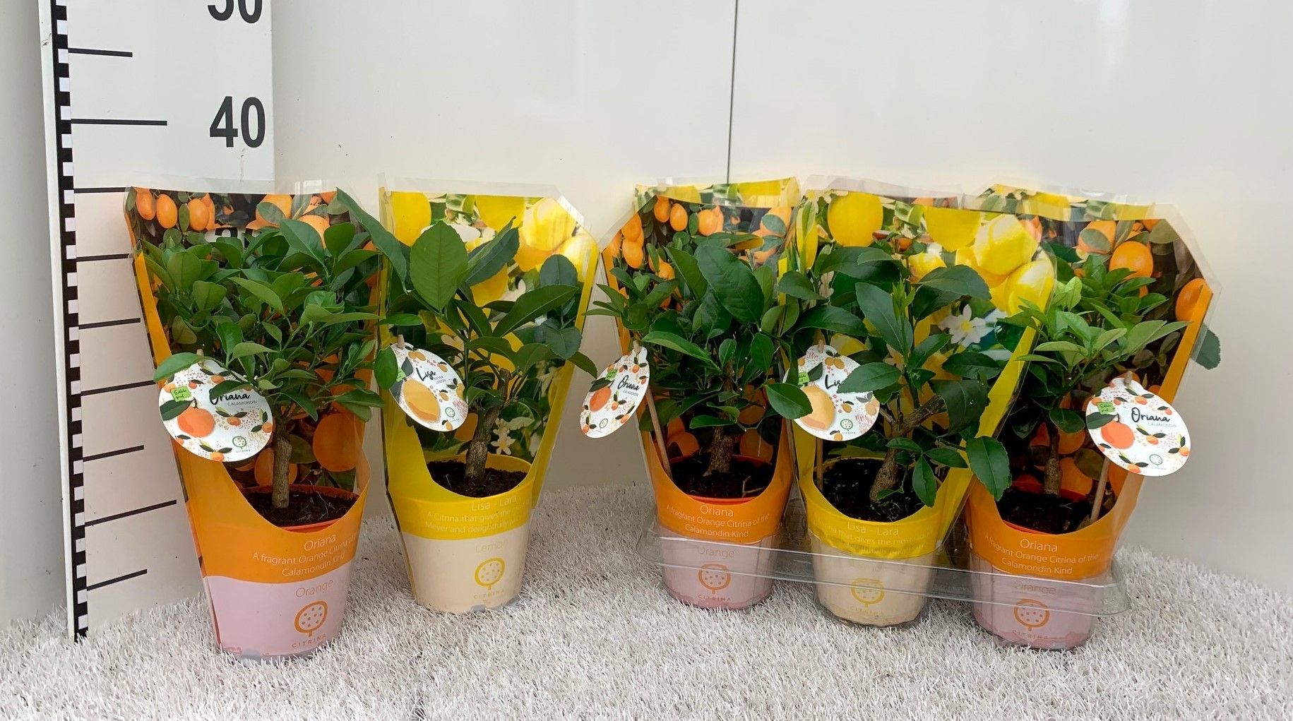 Citrus Mix-Tray (no fruits) in sleeve, D 12