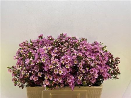 Шамелациум Ади 50 (роз.), шт.