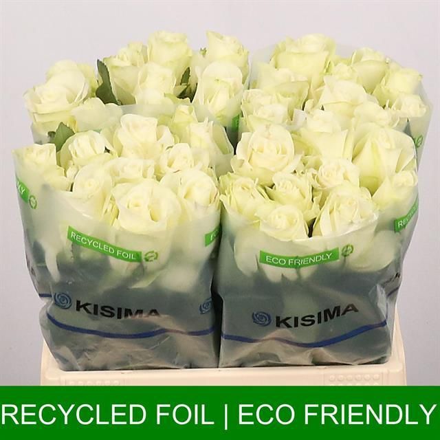 Роза од. Сноусторм+ 40, шт.