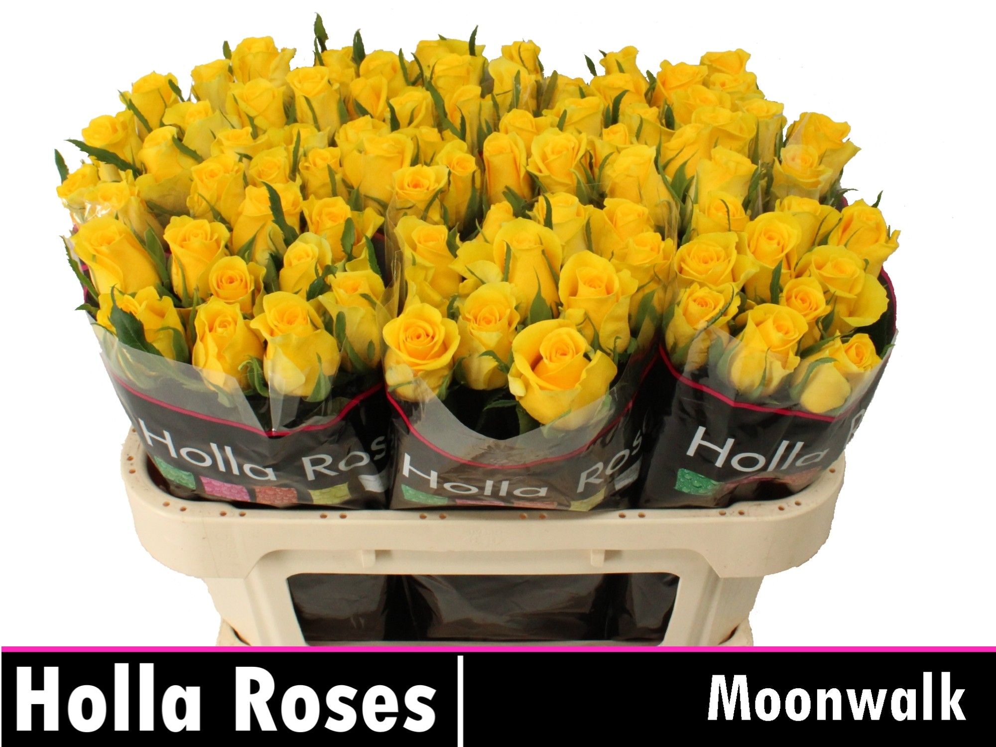 Роза од. Мунвок 70, шт.