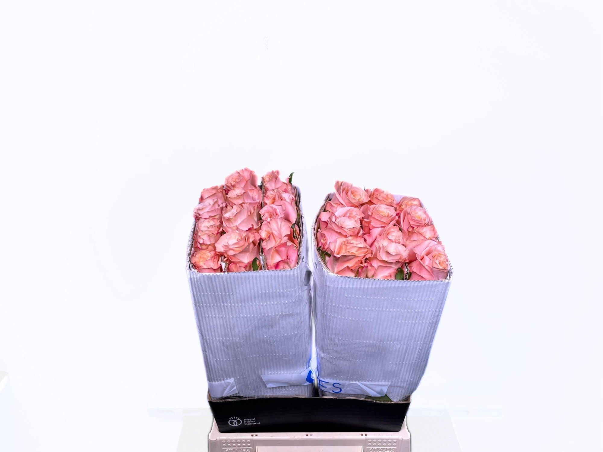 Роза од. Шиммер 40 (светло-роз.), шт.