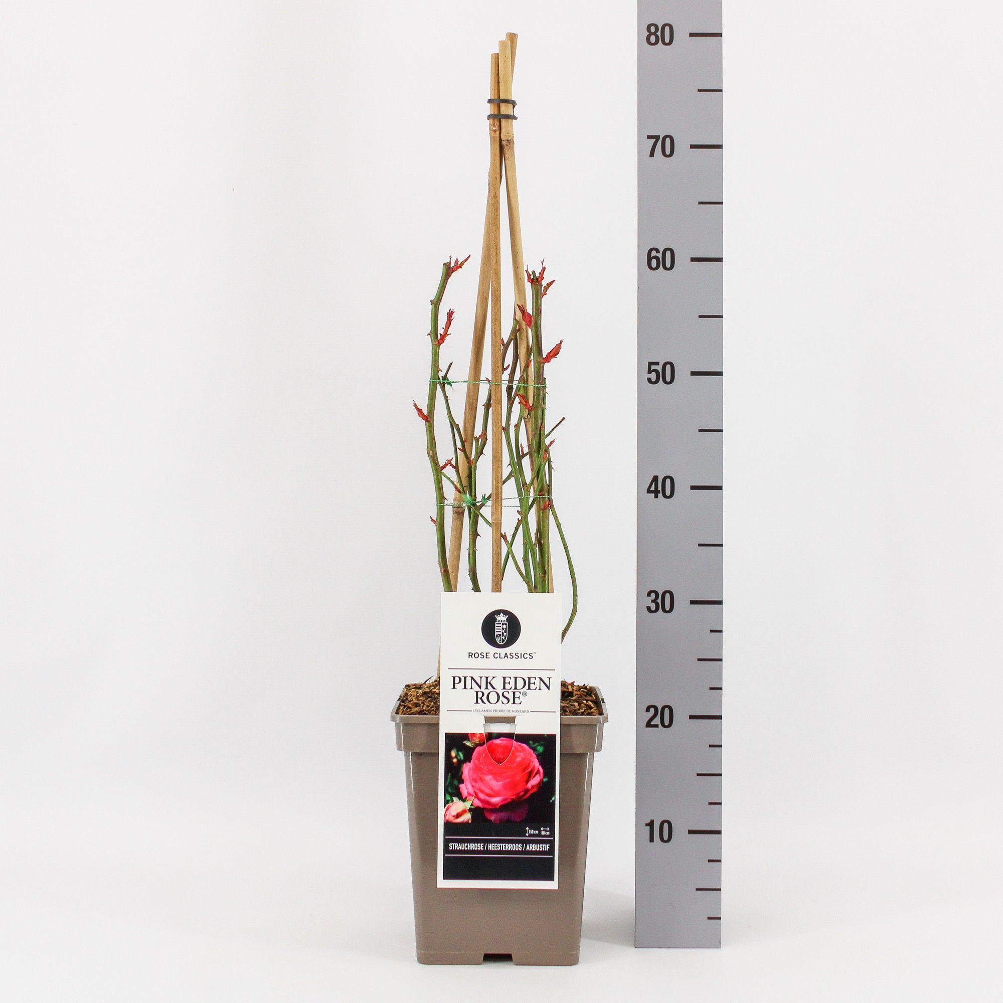 Rosa (H) Pink Eden Rose ®, C5, 4 stok 75 cm, D 23