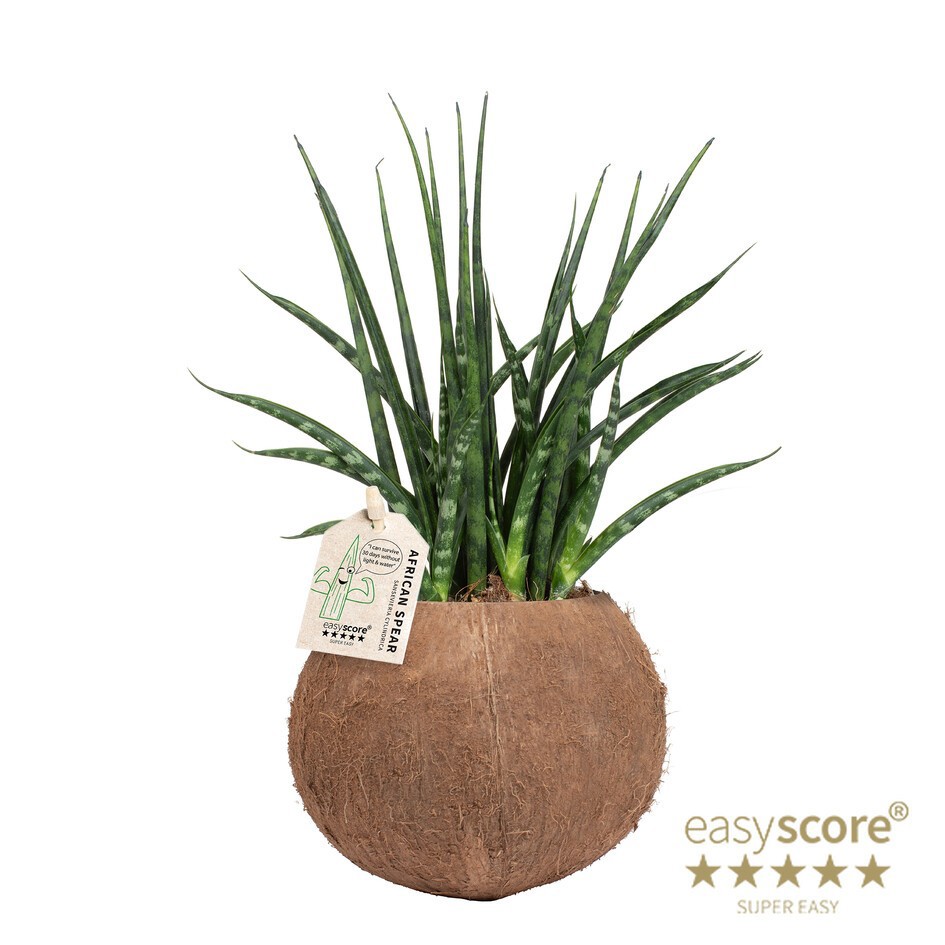 SANSEVIERIA PARVA 40932516 Coconut Fernwood 9 cm, D 10 cm SANSEVIERIA PARVA 40932516 Coconut Fernwood 9 cm, D 10 cm