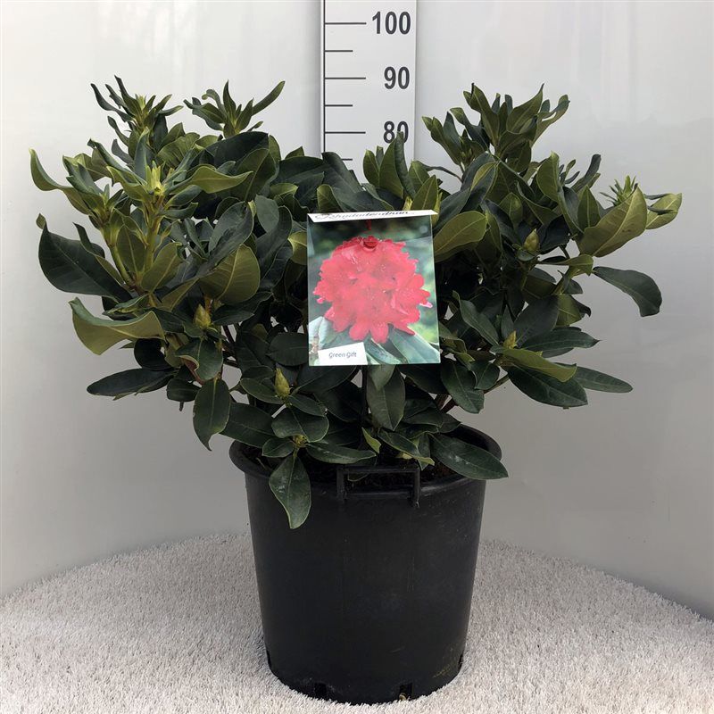 Rhodo. 'Markeeta's Prize' red, D 40